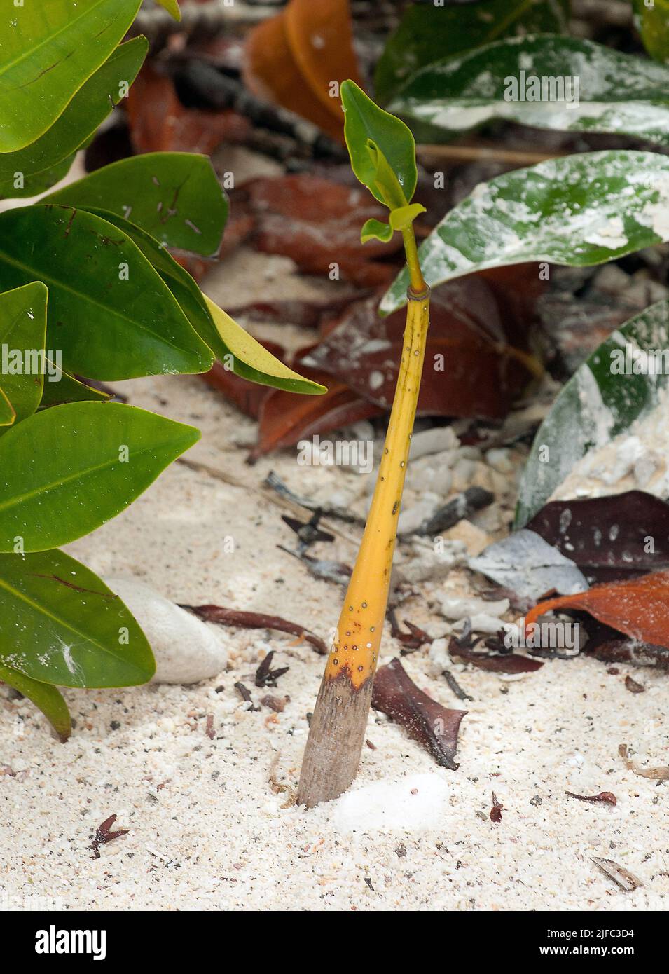 Mangrella A seed of the Red Mangrove (Rhizophora mangle) has started to grow in ...