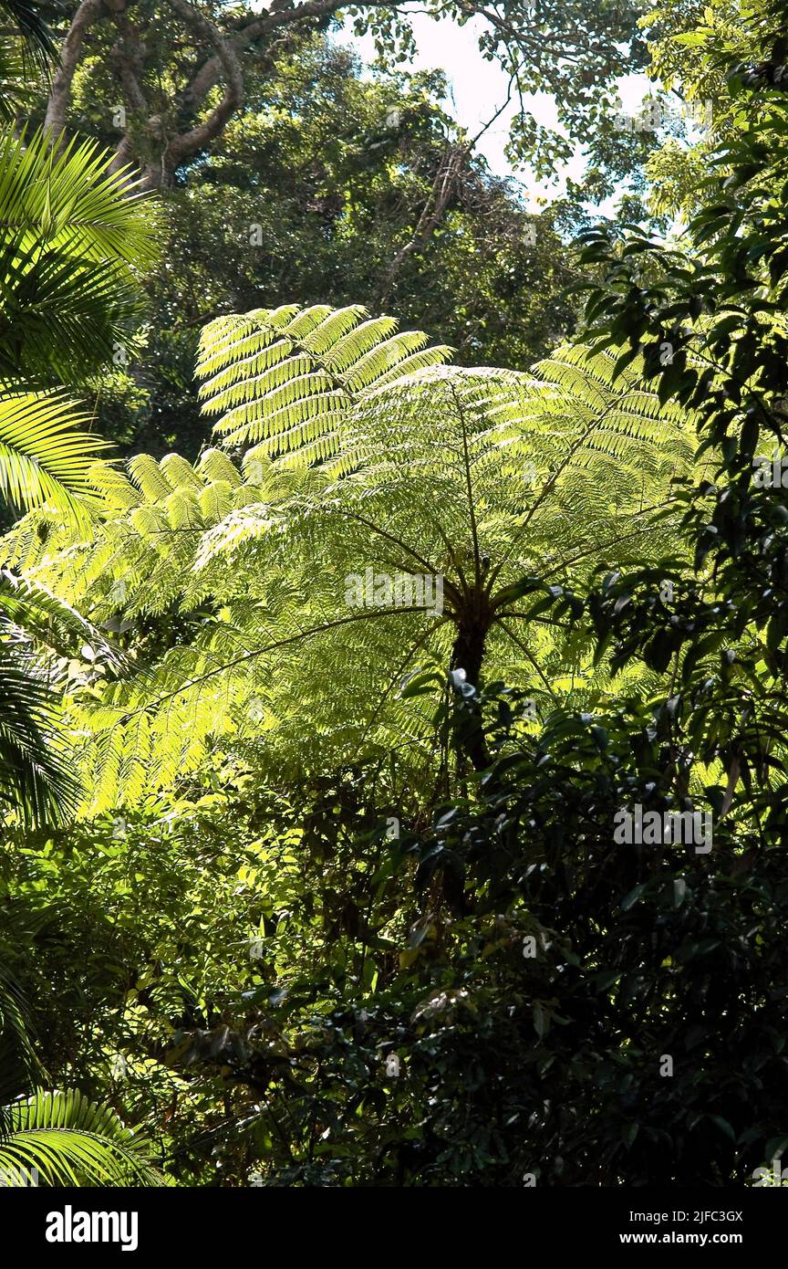 Tree ferns (Cyathea spp.) in the Daintree rainforest, north Queensland, Australia Stock Photo