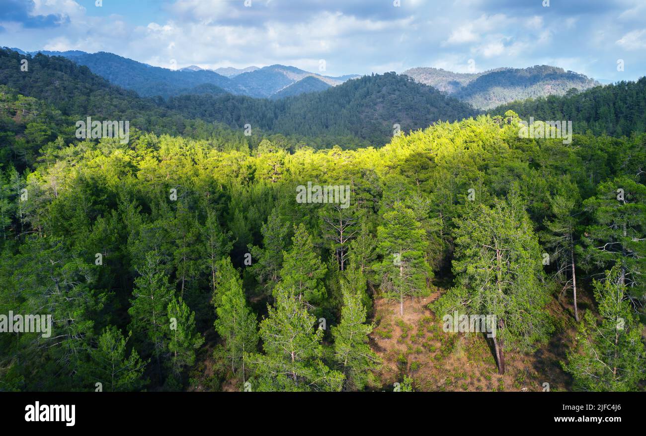 Panorama of Paphos forest, Cyprus. Pine trees over mountains landscape Stock Photo