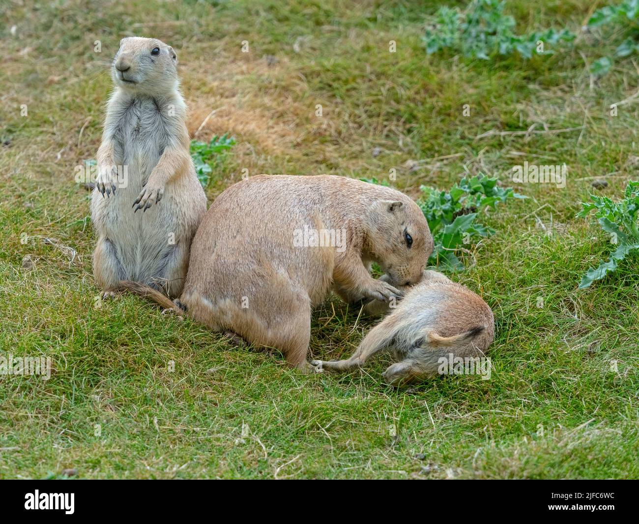 female with young Black-tailed prairie dog Cynomys ludovicianus Stock Photo