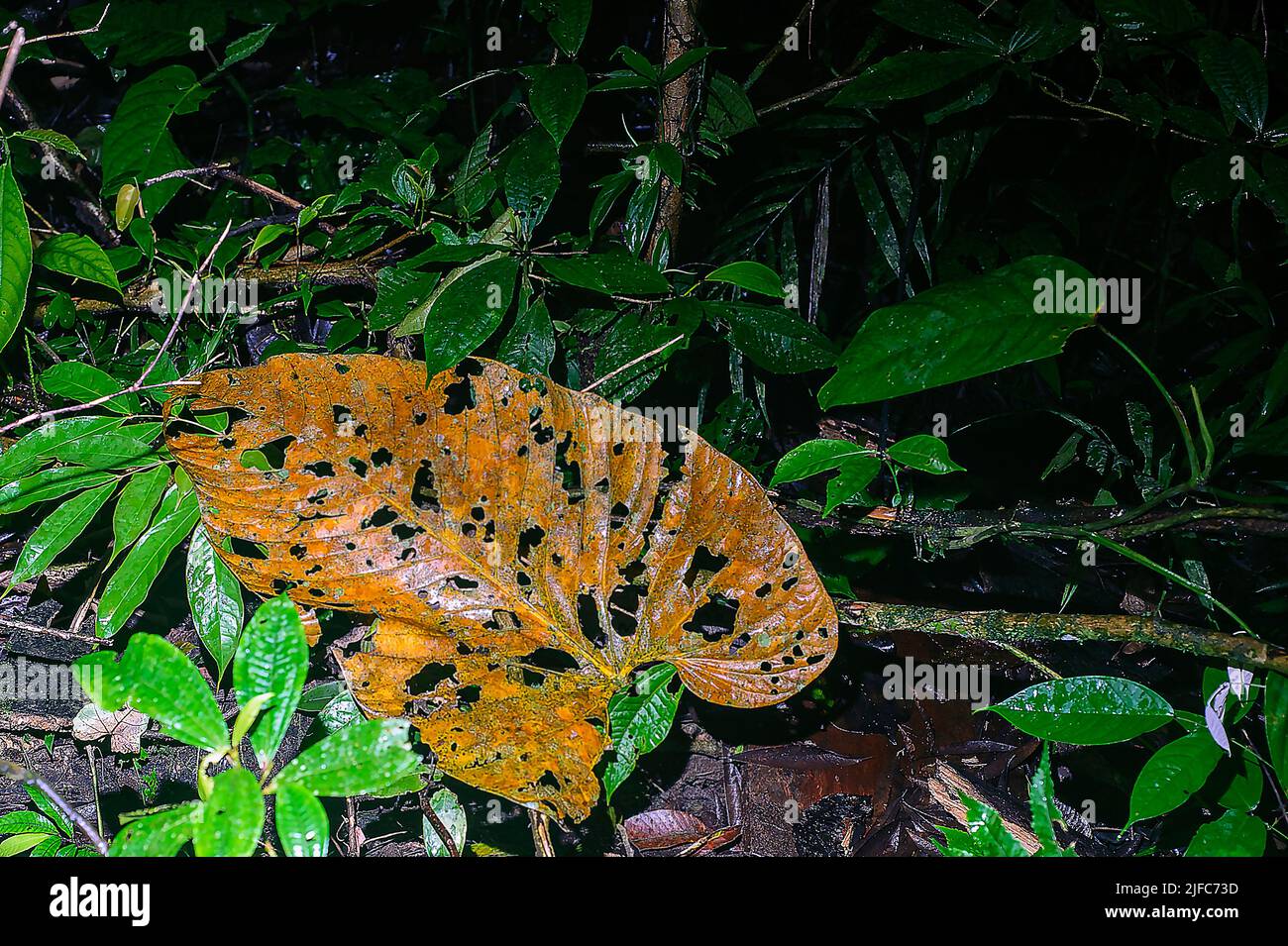 A large leaf is being broken down at the forrest floor of the rainforest in eastern Ecuador. Stock Photo