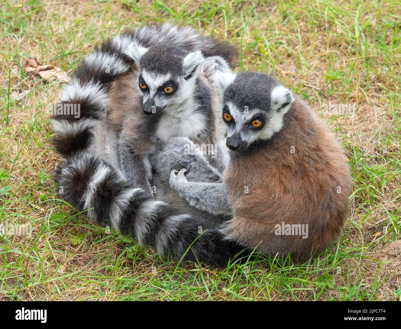 Ring-tailed lemur Lemur catta huddled together Stock Photo