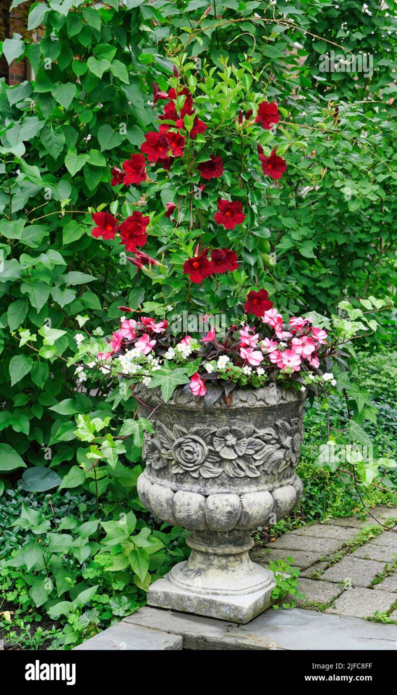 Large ornate flower pot with pink begonia and red tropical hibiscus Stock Photo