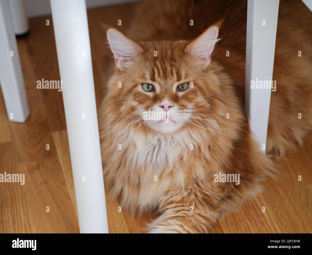 A red Maine Coon cat lying under a table. Close up Stock Photo