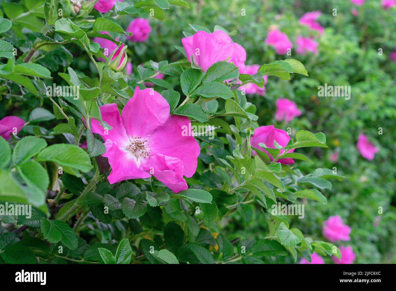 Purple rosehip flowers or dog rose against green foliage. Stock Photo