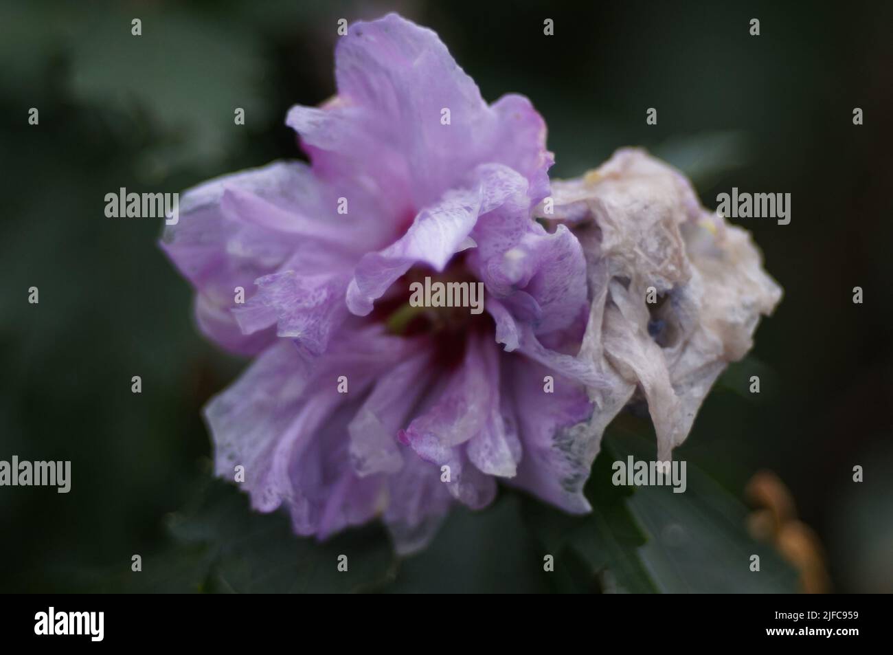 A closeup of Hibiscus syriacus Ardens on a blurred background Stock Photo