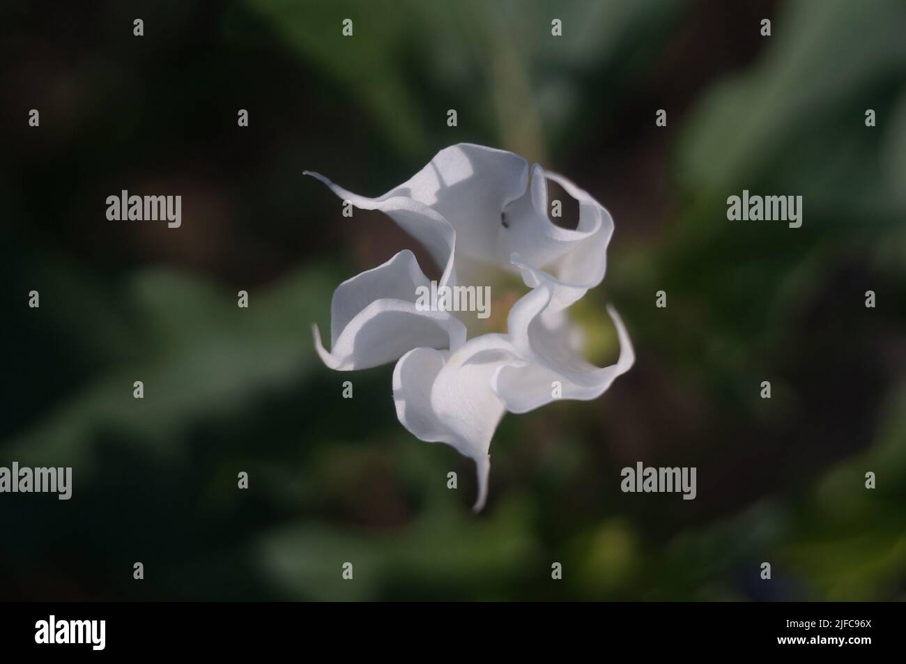 A closeup top view of Datura Stramonium on a blurred background Stock Photo