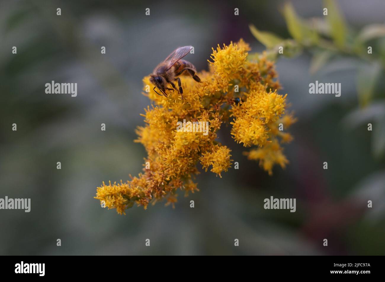 A closeup of a bee on a goldenrod flower against a blurred background Stock Photo