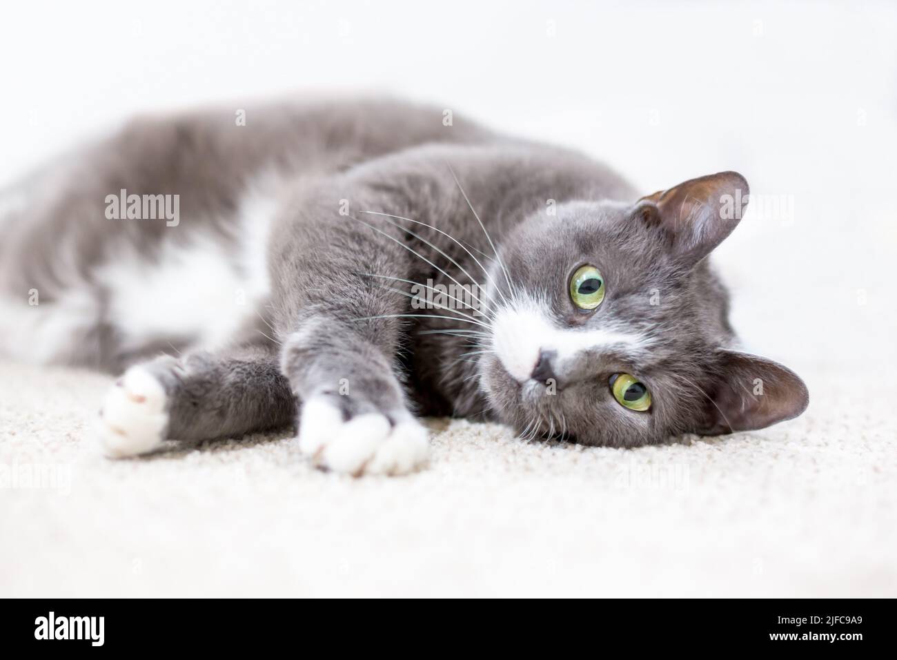 A gray and white shorthair cat with green eyes lying down in a relaxed upside down position Stock Photo