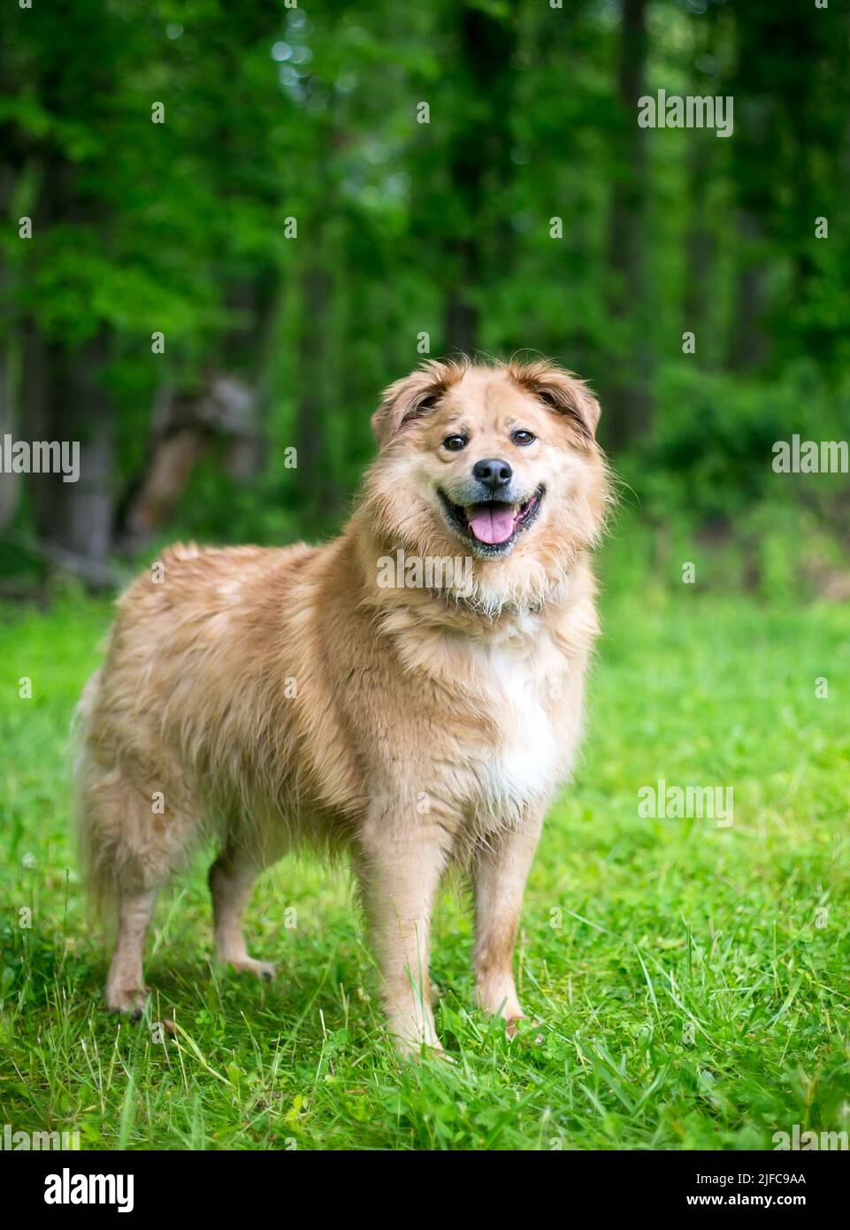 A happy Retriever x Chow Chow mixed breed dog standing outdoors Stock Photo