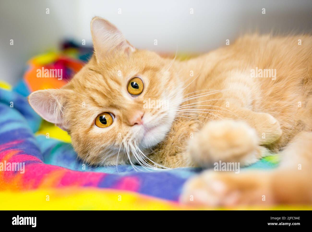 A cute orange tabby ginger cat lying on a colorful blanket Stock Photo