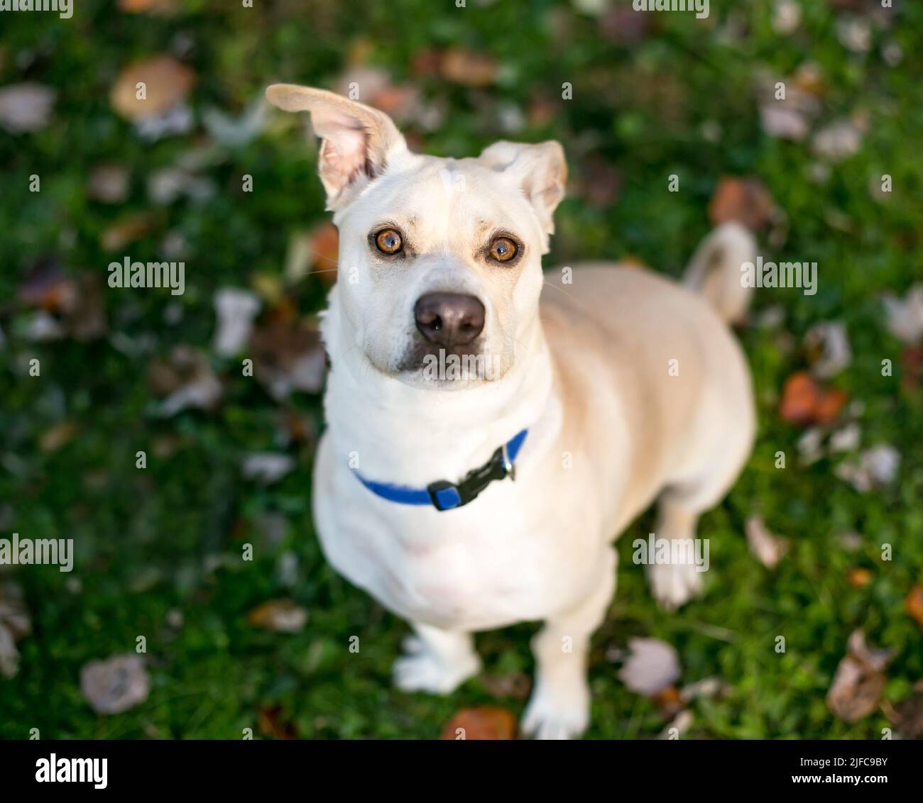 A mixed breed dog with floppy ears sitting outdoors and looking up at the camera Stock Photo
