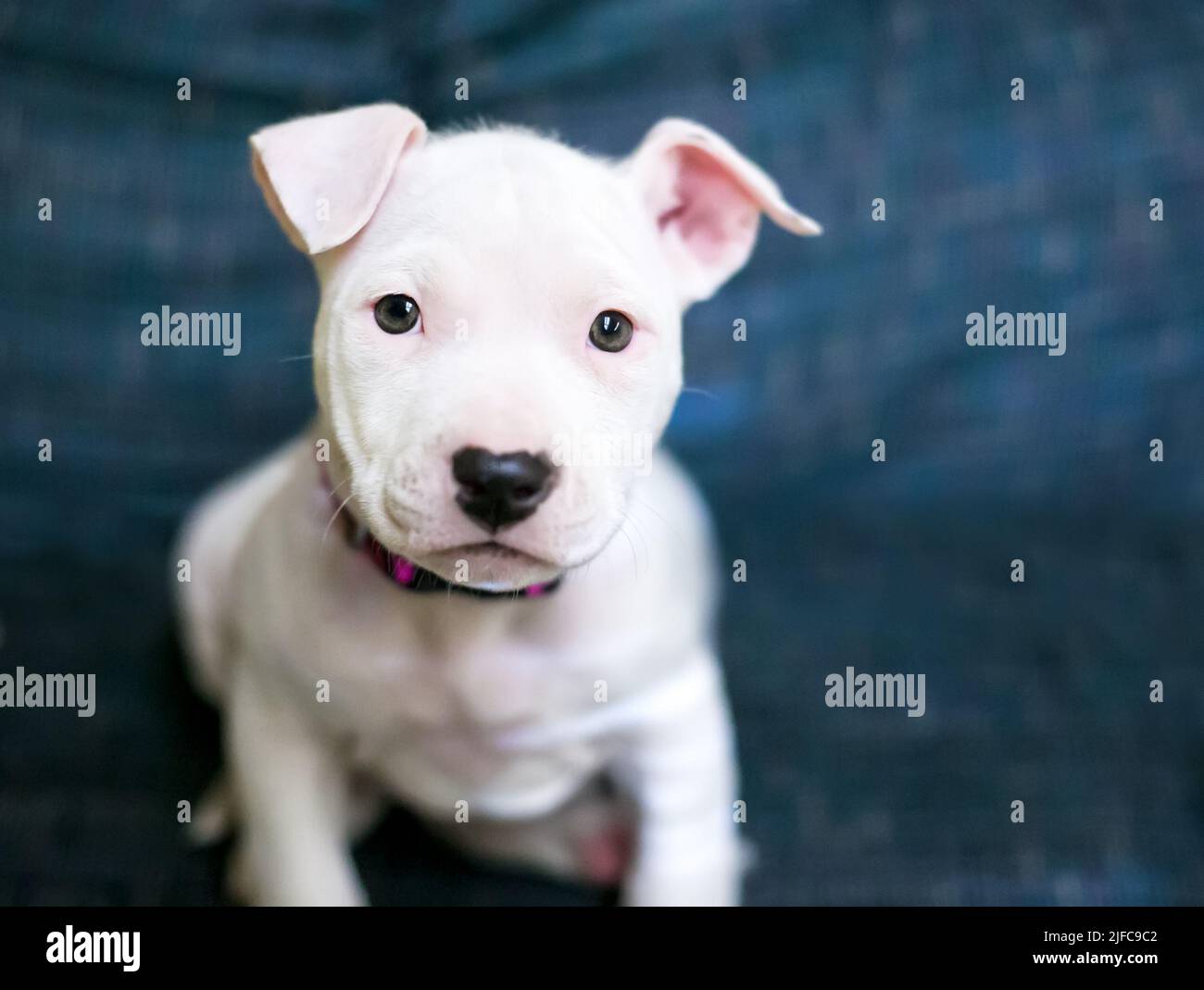 A white mixed breed puppy sitting and looking up at the camera Stock Photo