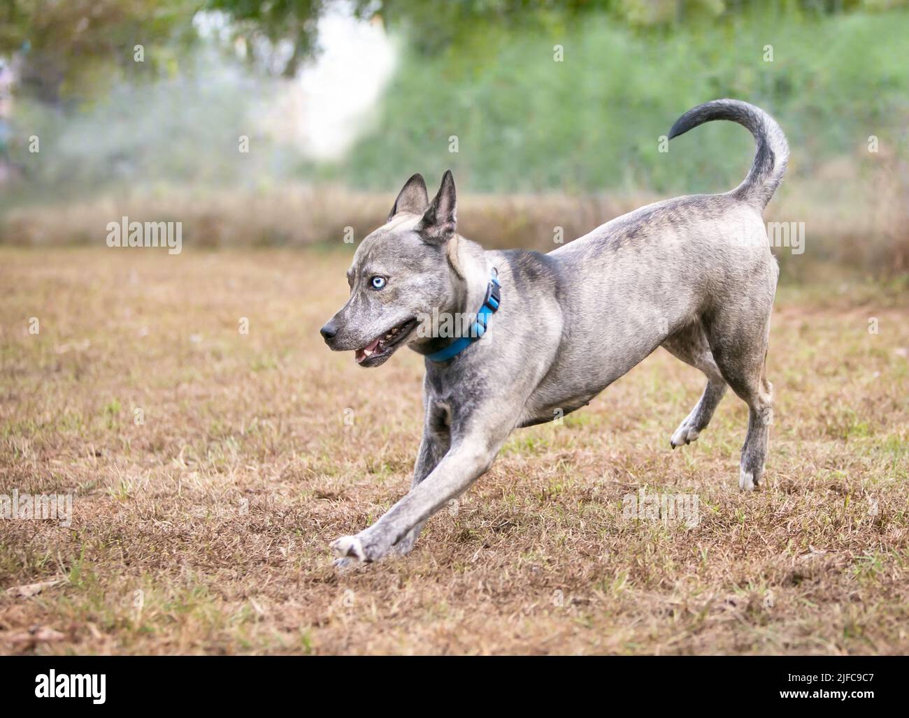 A Terrier x Australian Cattle Dog mixed breed dog running outdoors Stock Photo