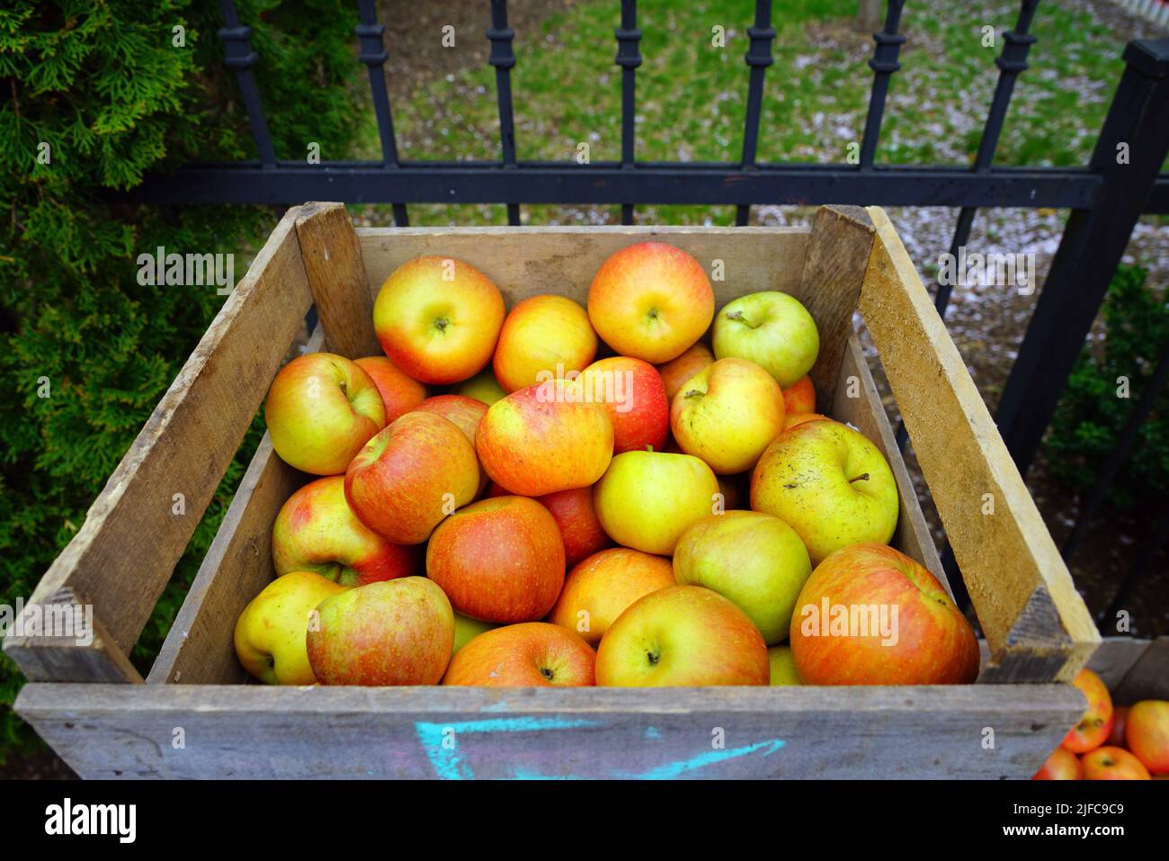 https://c8.alamy.com/comp/2JFC9C9/organic-apples-in-crates-at-a-farmers-market-2JFC9C9.jpg