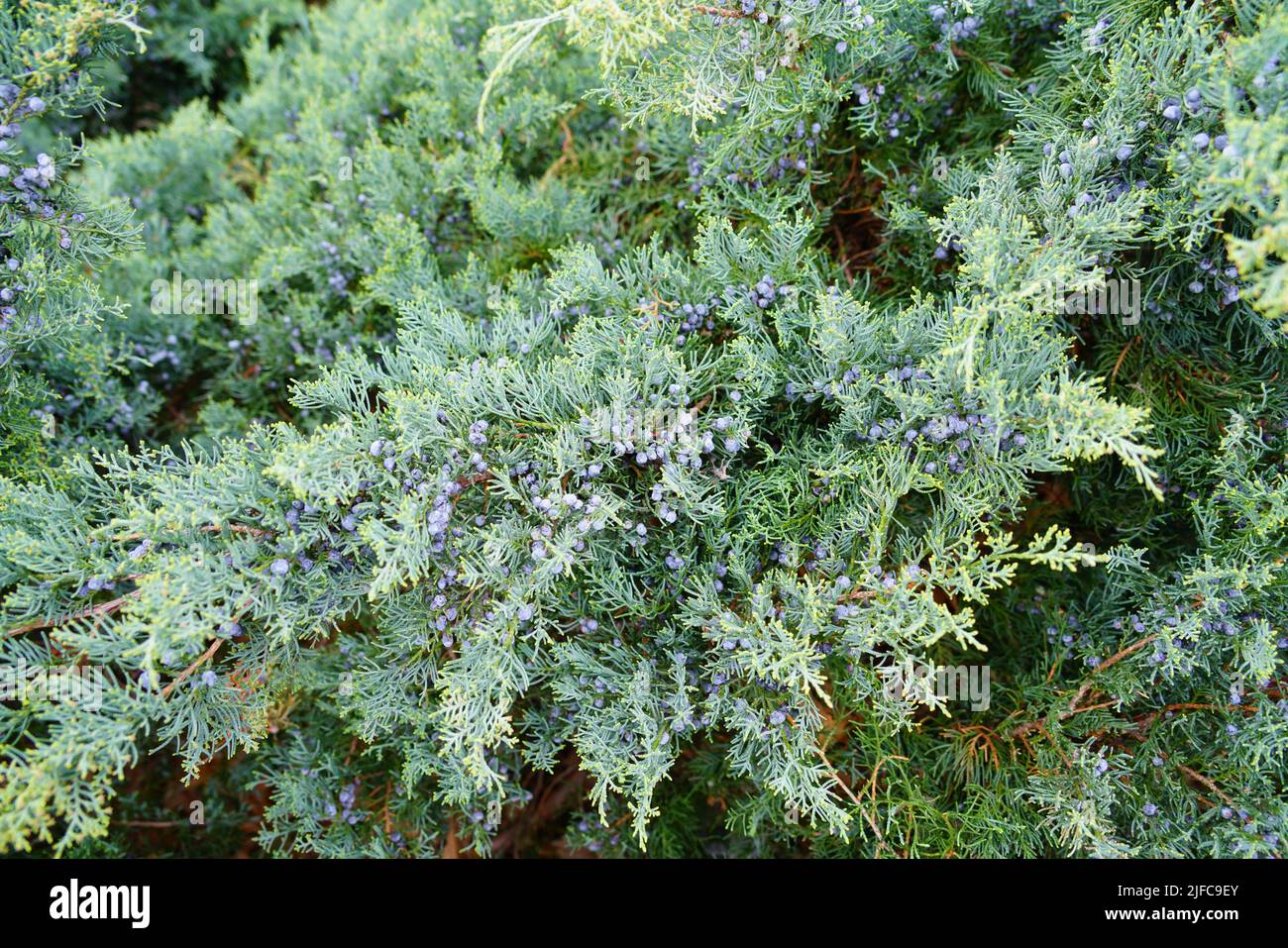 View of a Grey Owl juniper shrub (Juniperus Virginiana) Stock Photo