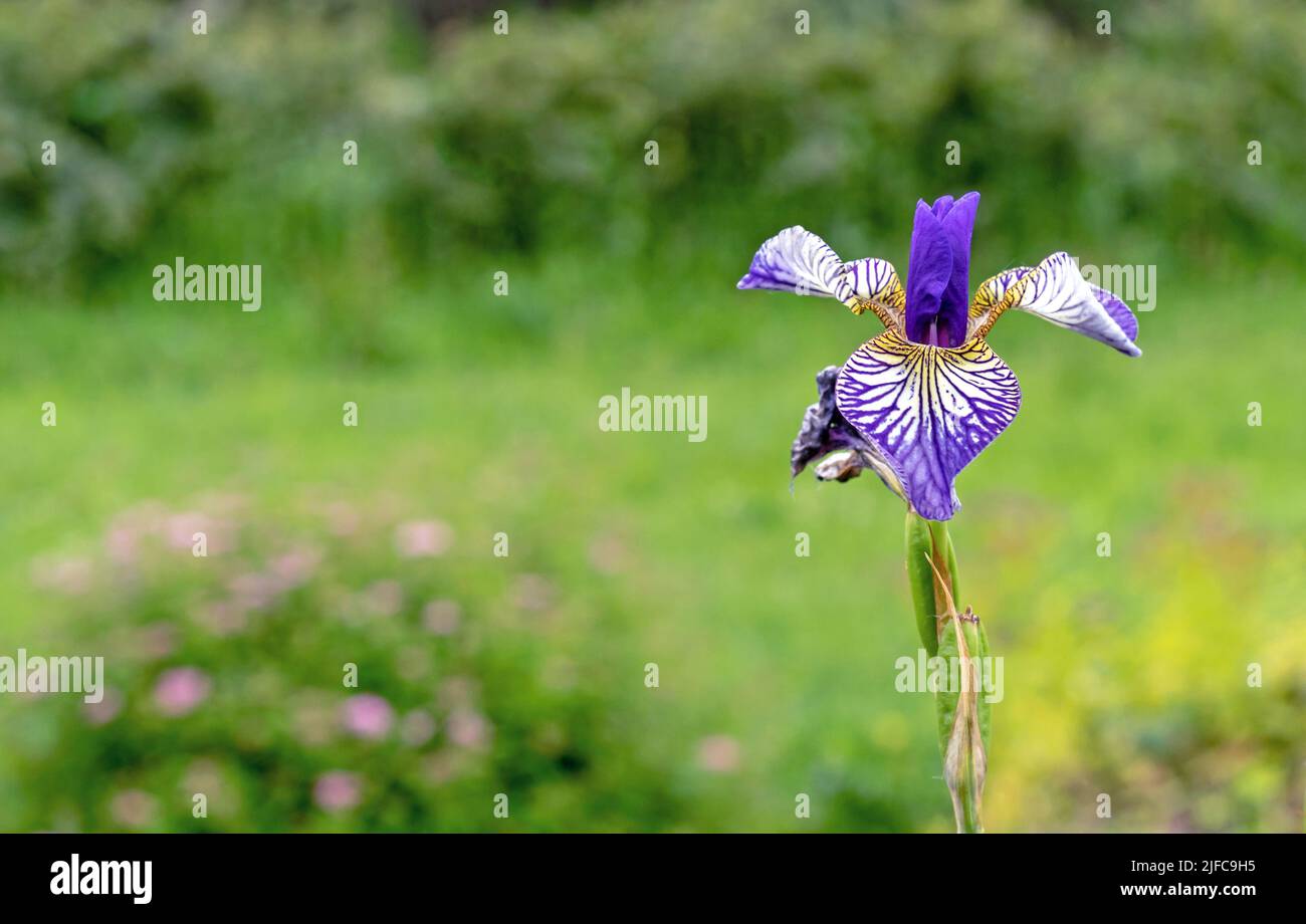 Iris versicolor flower blooms in the summer garden. Stock Photo