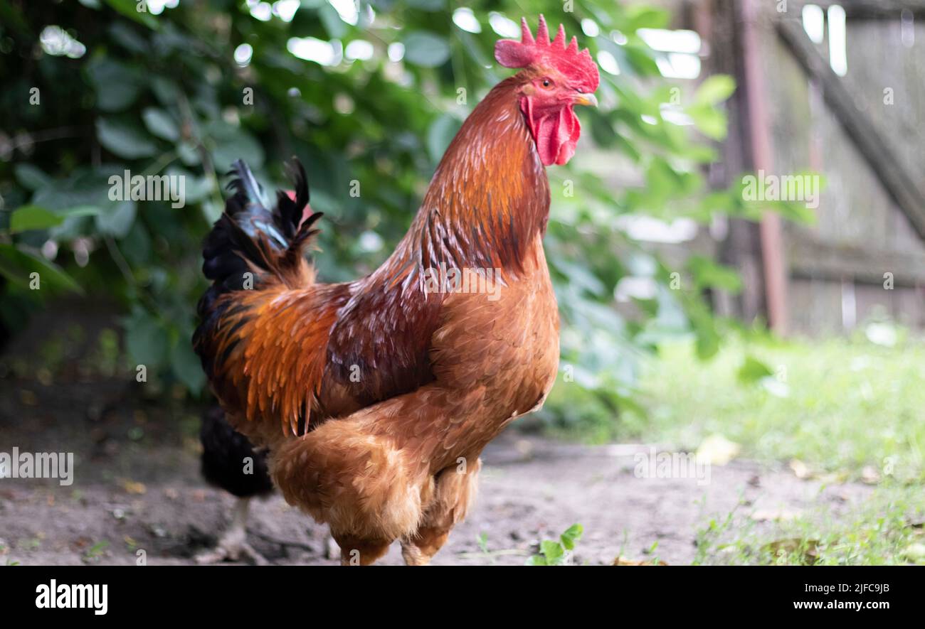 A large rooster with a red tuft in the village. Young Red Cockerel