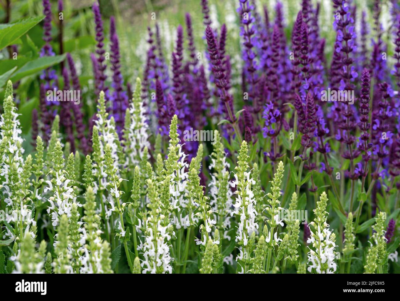 Purple and white sage flowers. Perennial sage (Salvia nemorosa) is a medicinal plant and food spice. Stock Photo