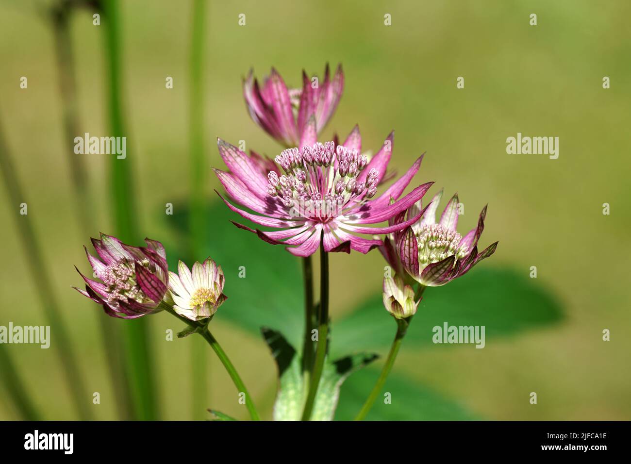 Closeup Flowers of Astrantia major 'Primadonna', the great masterwort, family Apiaceae. July, in a Dutch garden. Blurred lawn on the background. Stock Photo