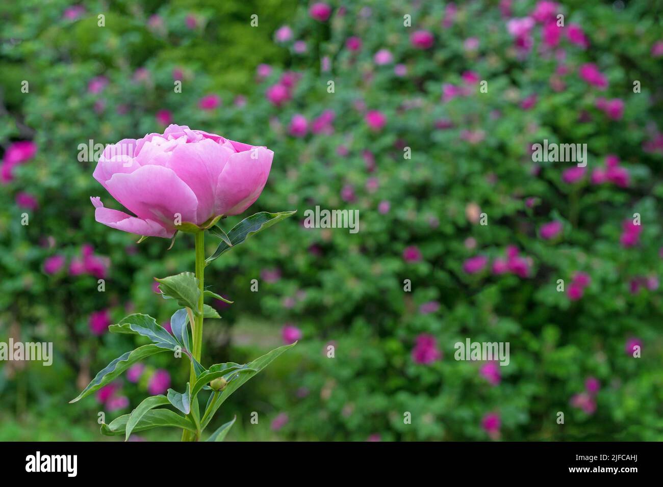 Pink peonies against the background of blooming wild rose bushes. Stock Photo
