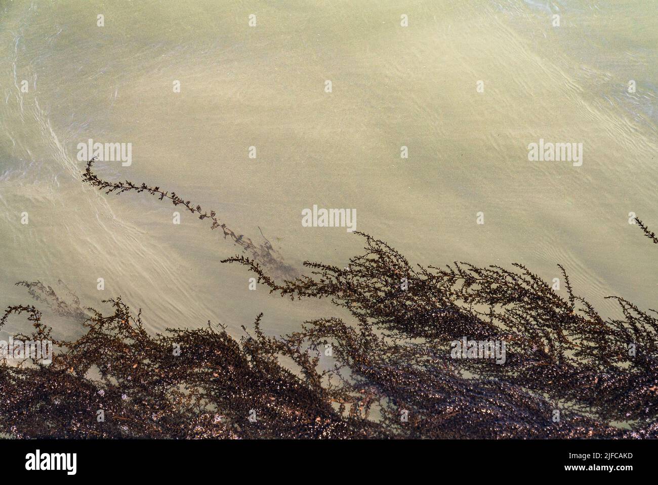 Algae tendrils hi-res stock photography and images - Alamy