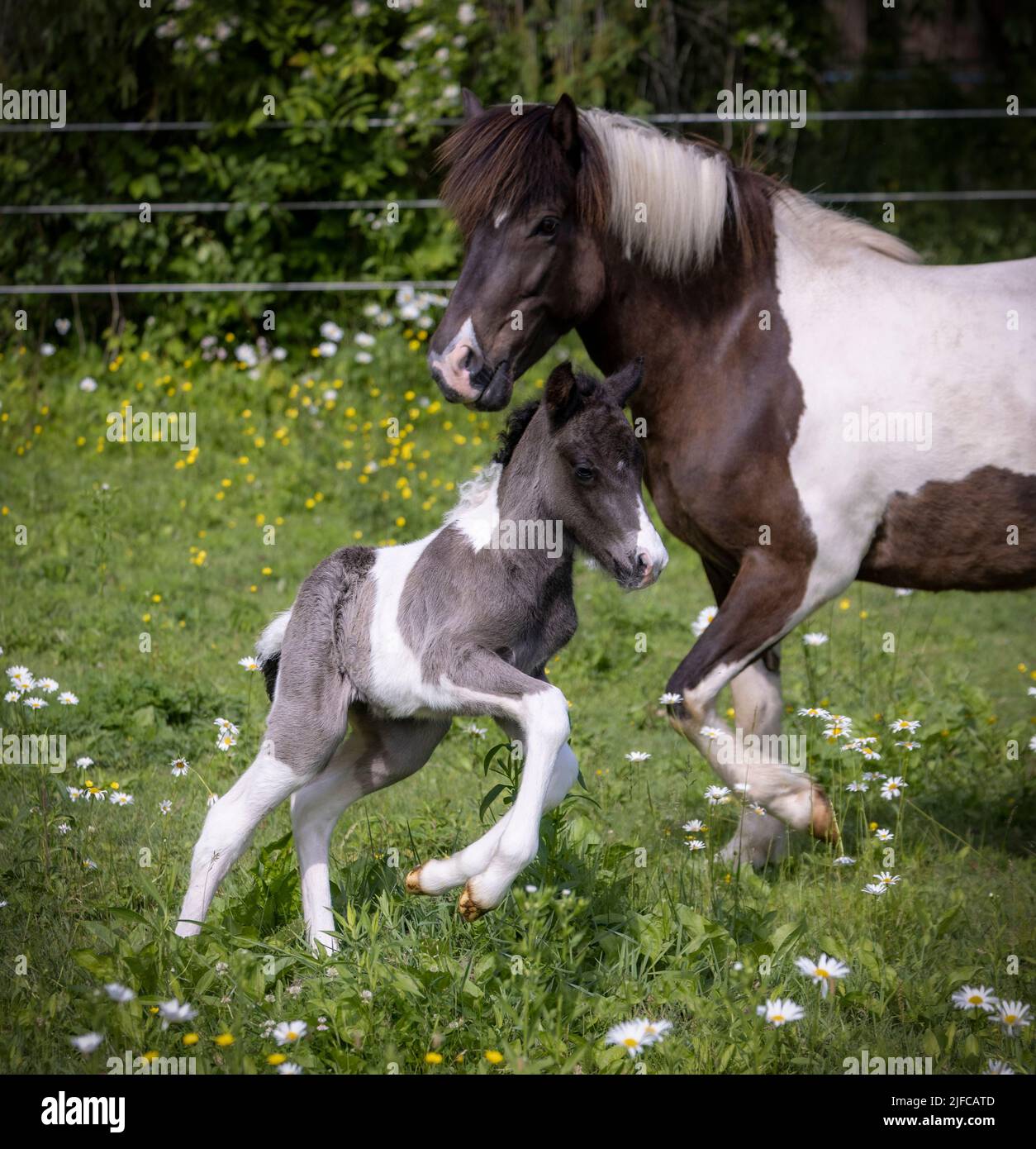 Icelandic horse mare and her foal in summer pasture Stock Photo