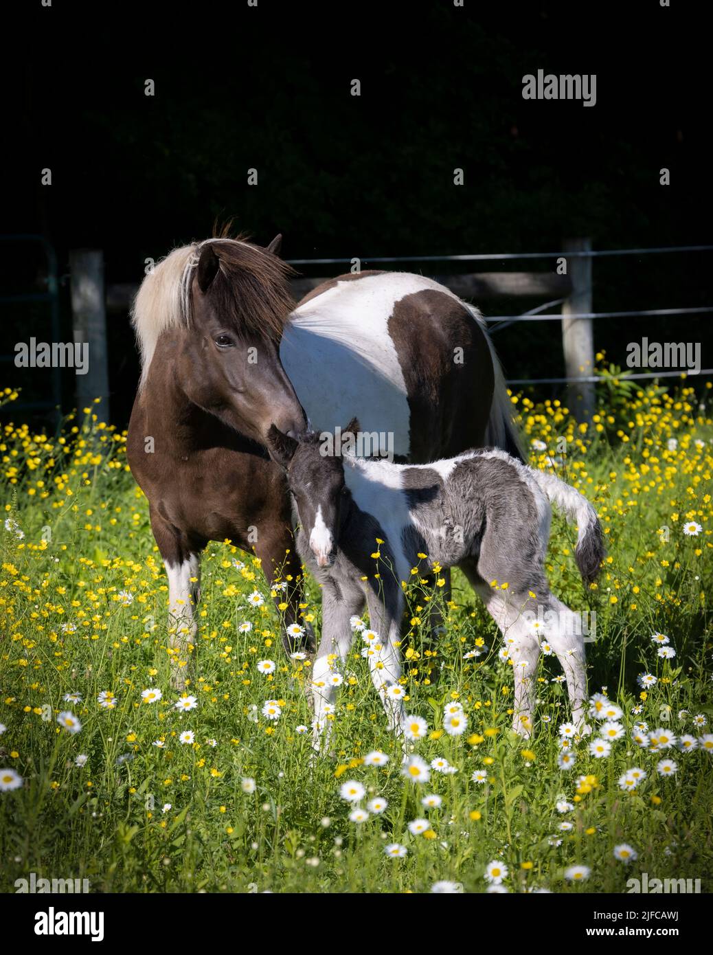 Icelandic horse mare and her foal in summer pasture Stock Photo