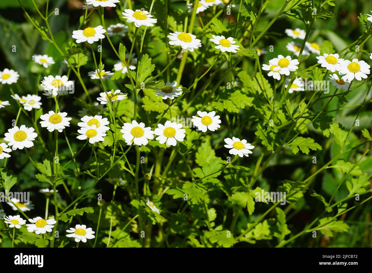 Flowering feverfew (Tanacetum parthenium), family Asteraceae. July, Dutch garden. Stock Photo