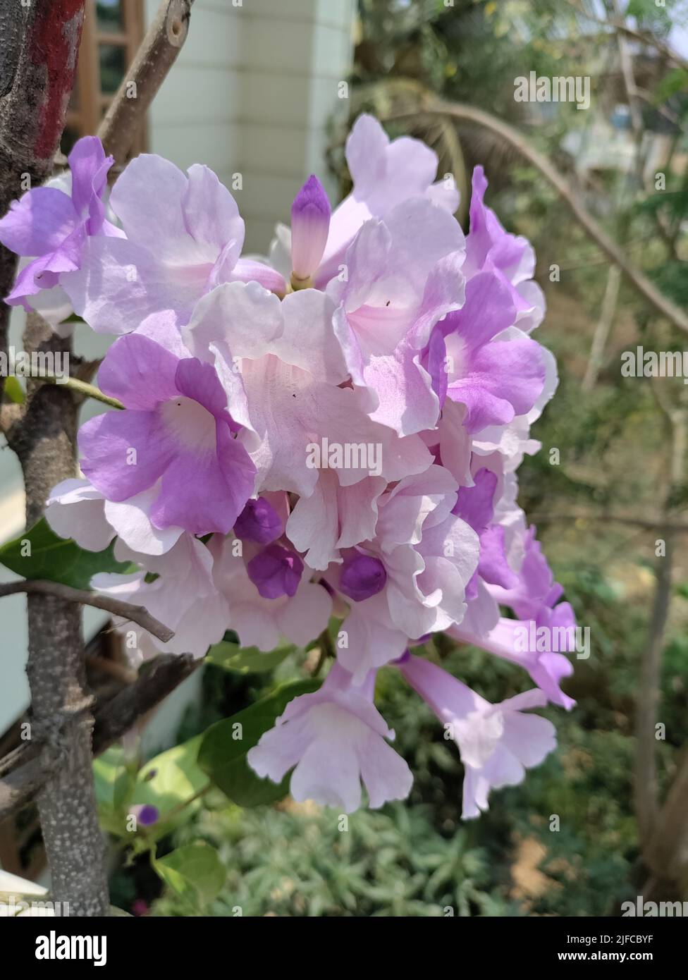 A closeup shot of Mansoa alliacea purple flower species on twigs with trees in the background Stock Photo