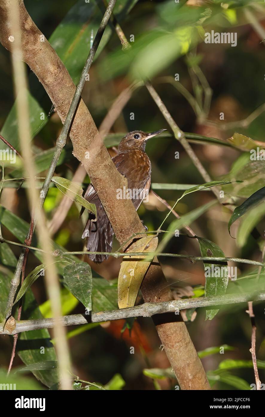 Scaly-throated Leaftosser (Sclerurus guatemalensis gualemalensis) adult perched on branch  Osa Peninsula, Costa Rica,                March Stock Photo