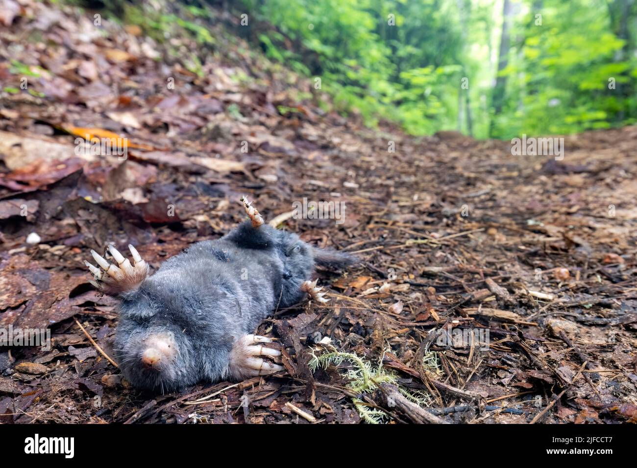 Dead hairy-tailed mole (Parascalops breweri) on trail in Bracken Preserve - Brevard, North Carolina, USA Stock Photo