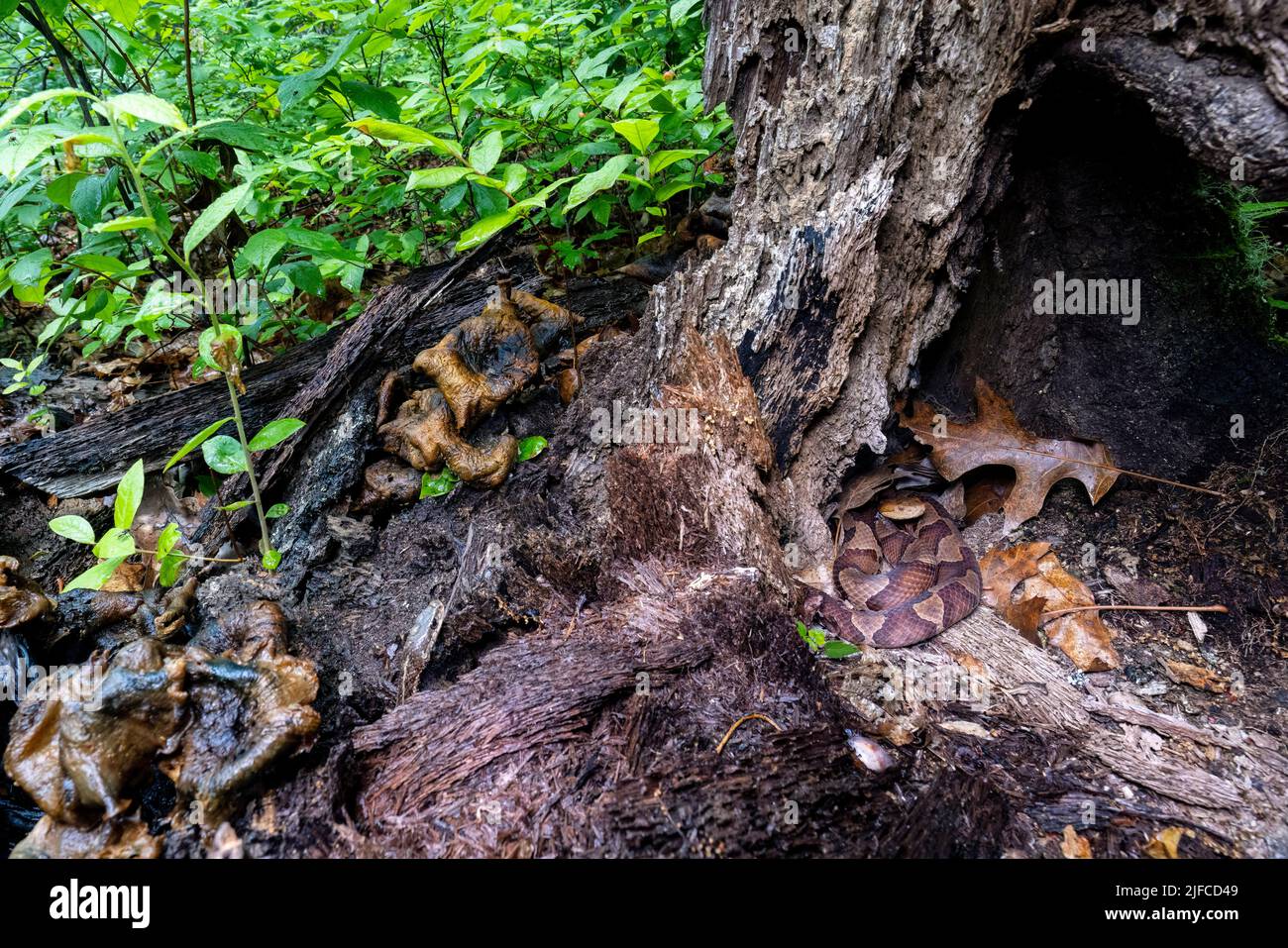 Eastern copperhead (Agkistrodon contortrix)  coiled in tree stump while an eastern garter snake (Thamnophis sirtalis sirtalis) pokes its head out near Stock Photo