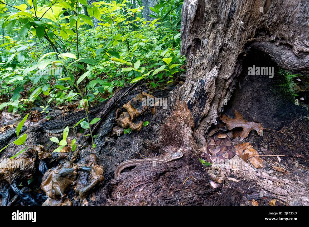 Eastern copperhead (Agkistrodon contortrix)  coiled in tree stump while an unsuspecting eastern garter snake (Thamnophis sirtalis sirtalis) approaches Stock Photo