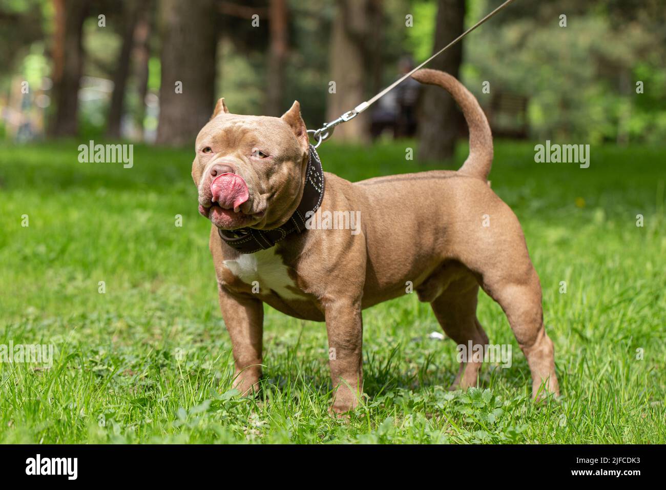 A dog of the American Bully breed stands on the green grass and licks