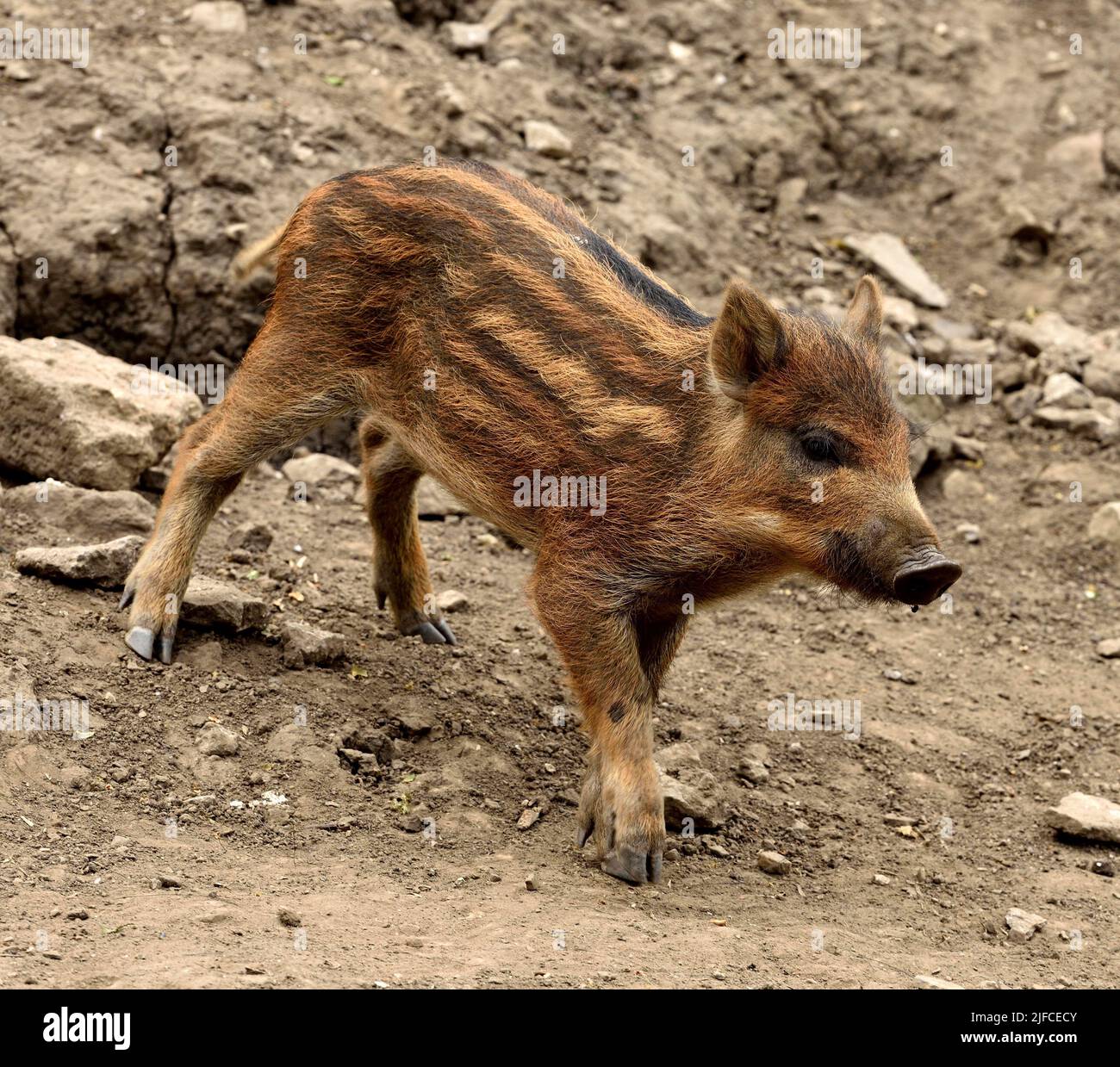 A young wild boar. Stock Photo