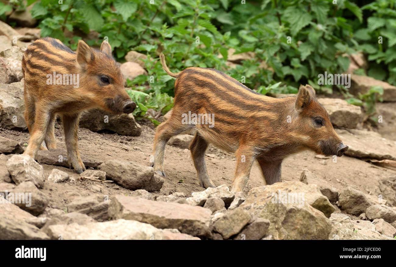 Two young wild boars. Stock Photo