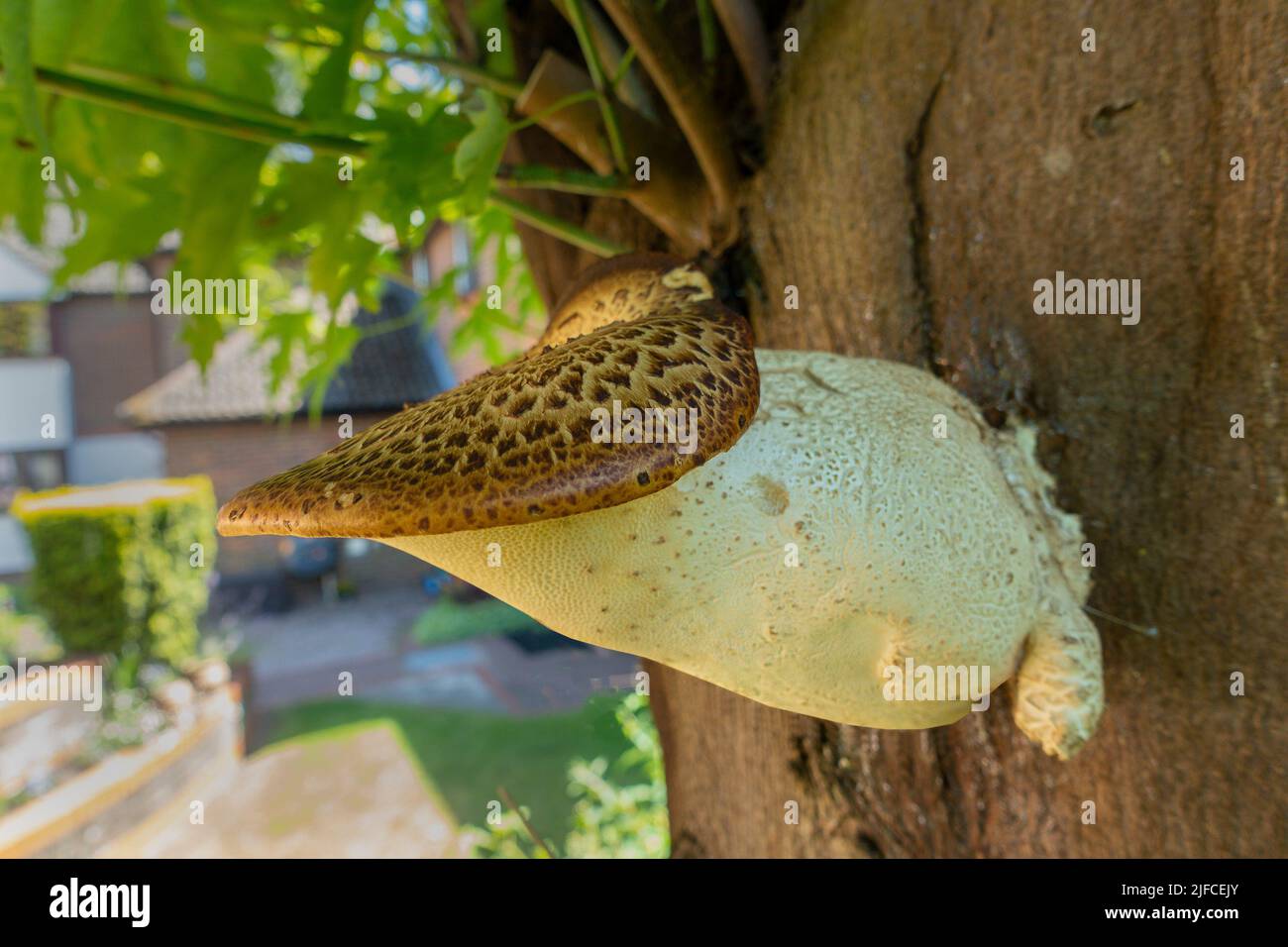 Fungus growing on tree trunk. Stock Photo