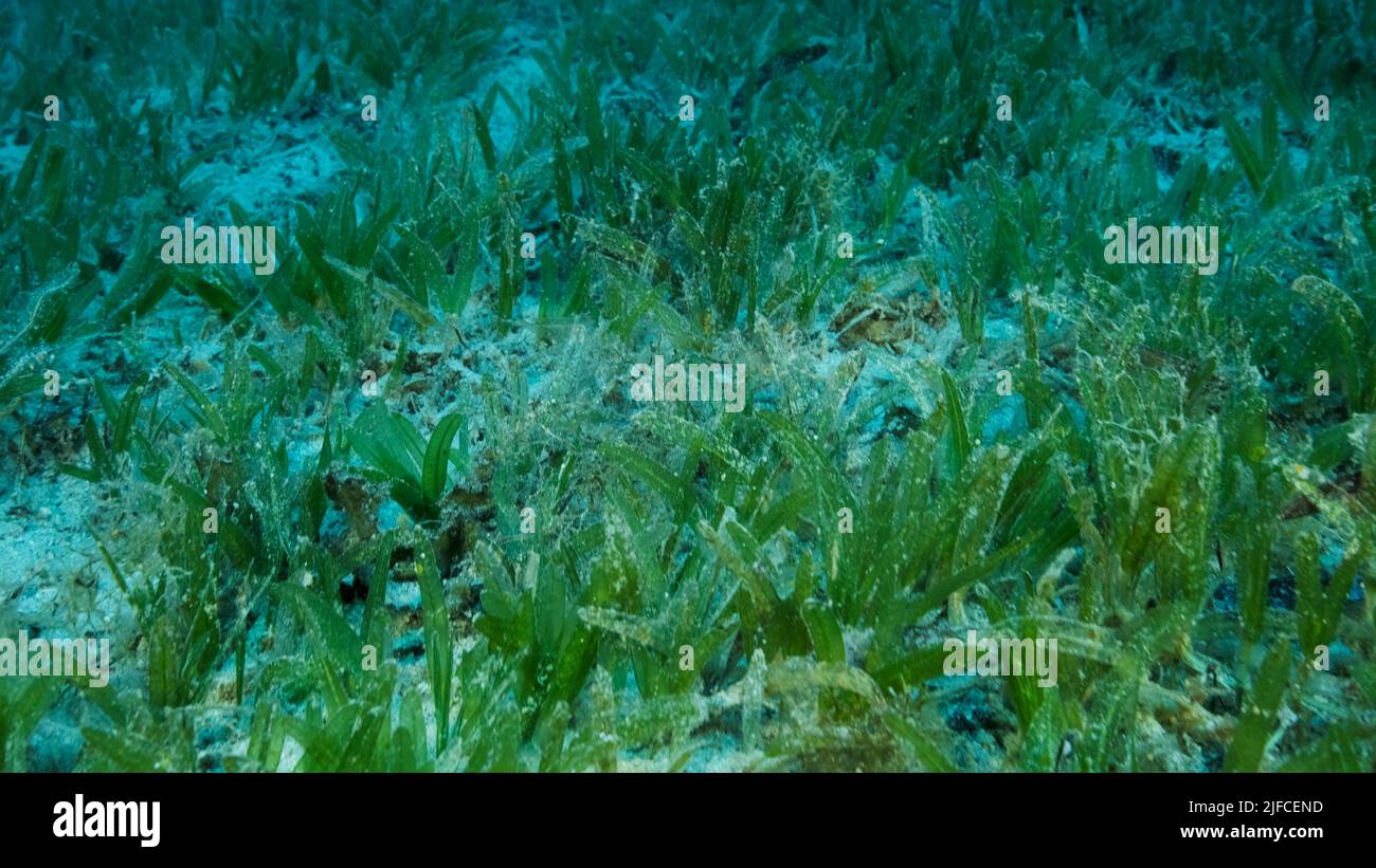 Close-up of the Halophila seagrass. Camera moving forwards above seabed covered with green seagrass. Underwater landscape. Red sea, Egypt Stock Photo