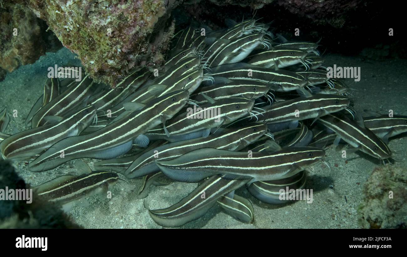 School of Striped Catfish are hiding inside a coral cave. Striped Eel Catfish (Plotosus lineatus), Close-up. Red sea, Egypt Stock Photo