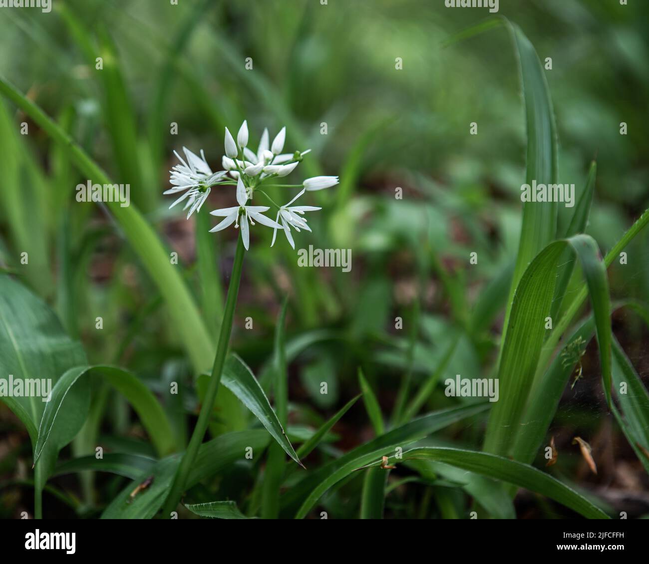 Springtime plant Wild Garlic also called Ransons found in a woodland Stock Photo