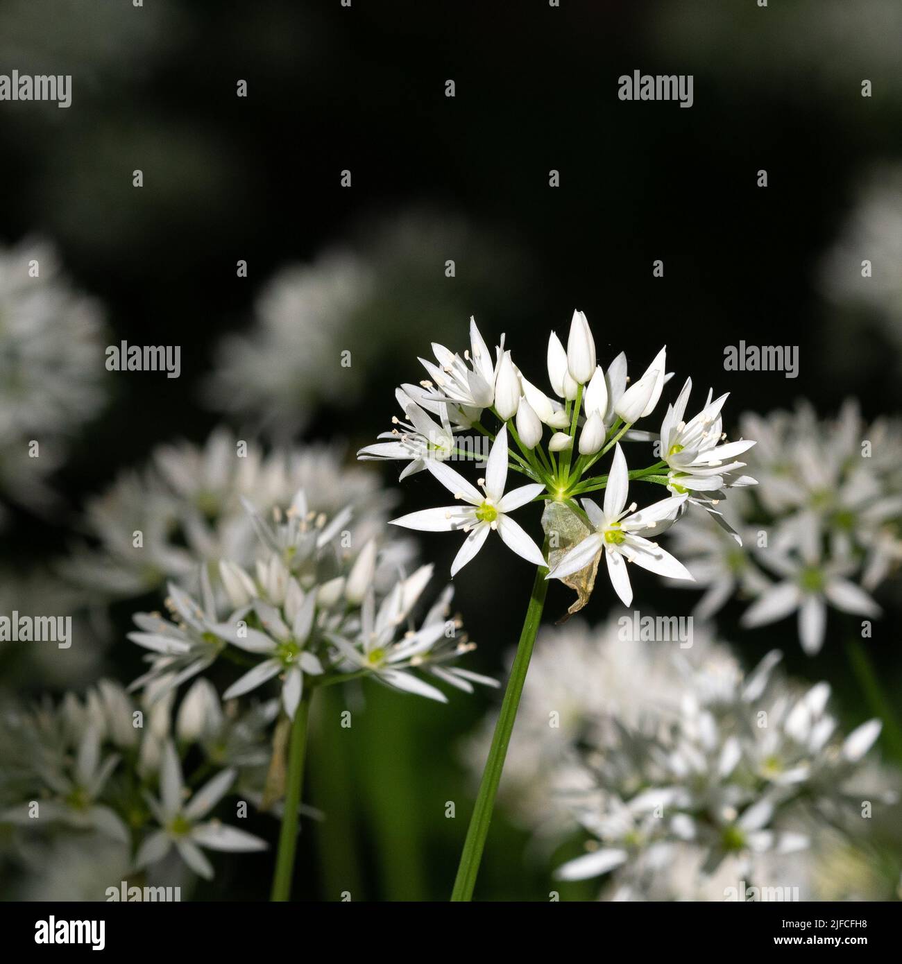 Springtime plant Wild Garlic also called Ransons found in woodland Stock Photo