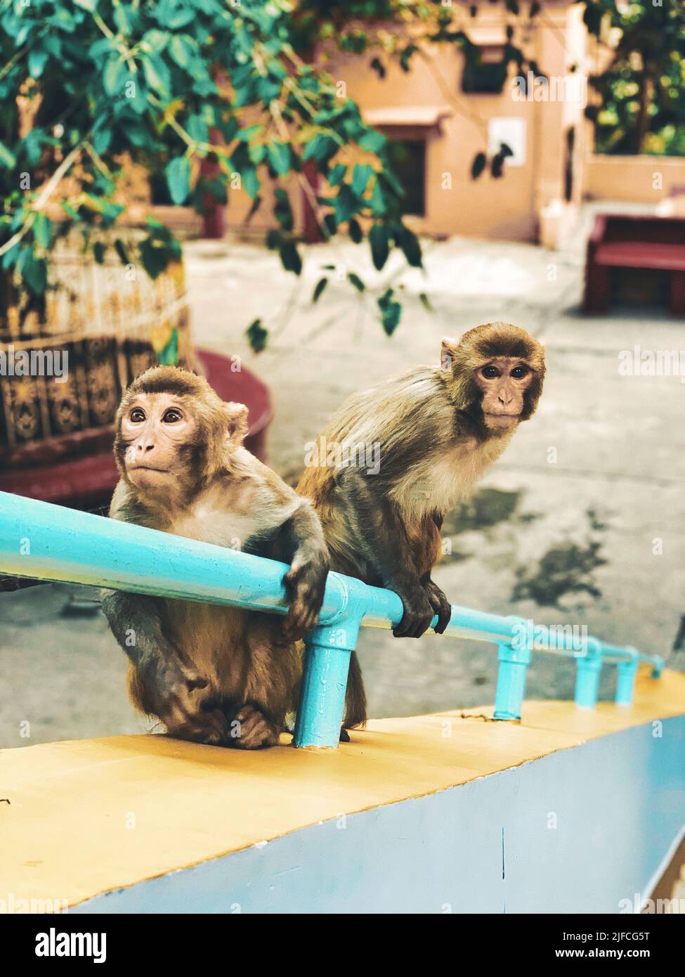 Monkey on railings hi-res stock photography and images - Alamy
