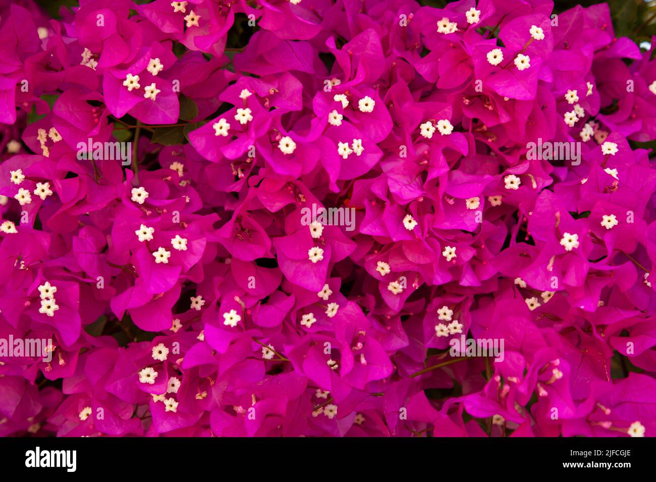 Purple bougainvillea flowers hi-res stock photography and images - Alamy