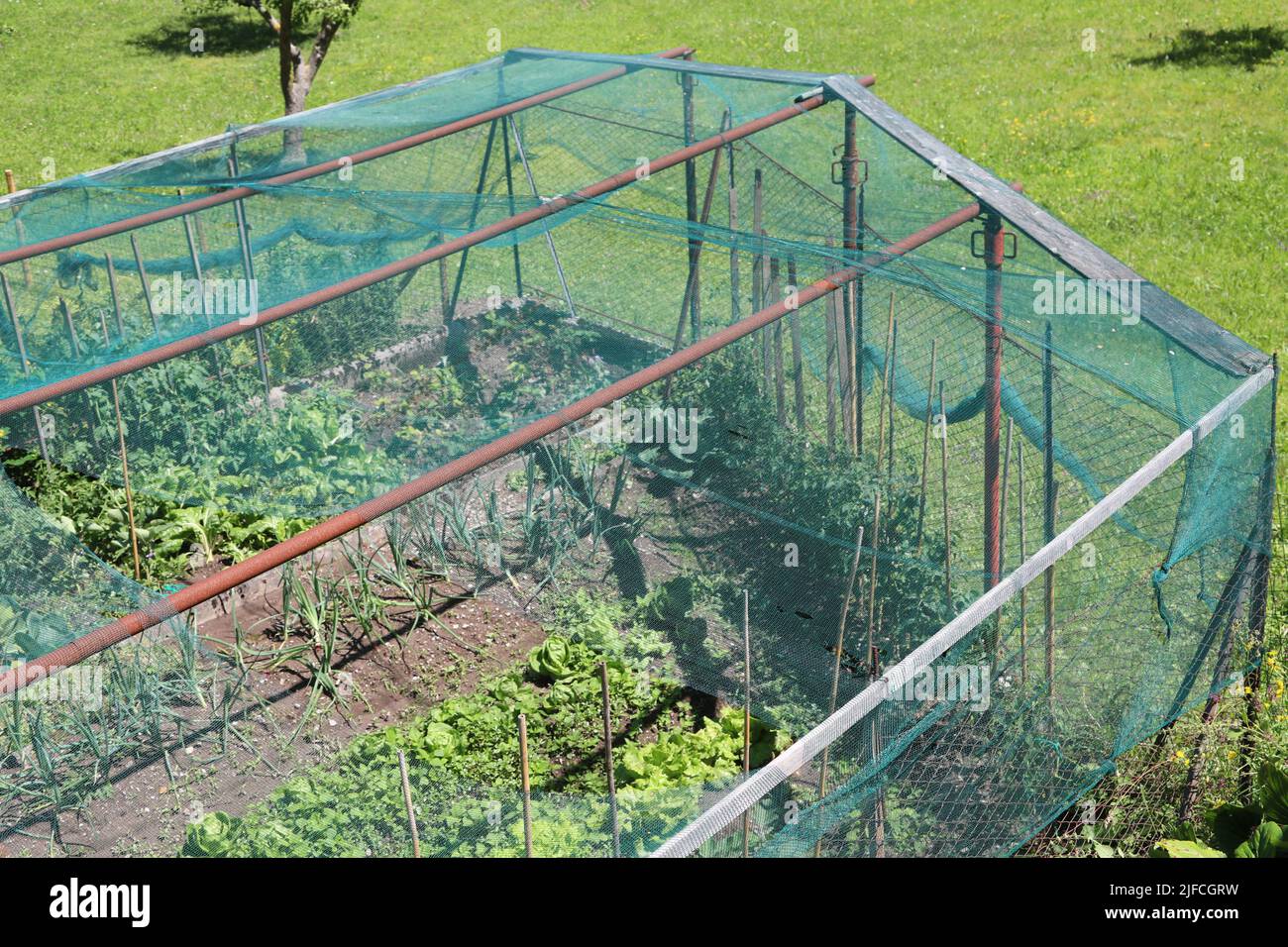 https://c8.alamy.com/comp/2JFCGRW/vegetable-garden-with-lettuce-and-vegetables-protected-by-a-large-green-anti-hail-net-to-protect-the-garden-even-from-birds-that-eat-the-vegetables-an-2JFCGRW.jpg