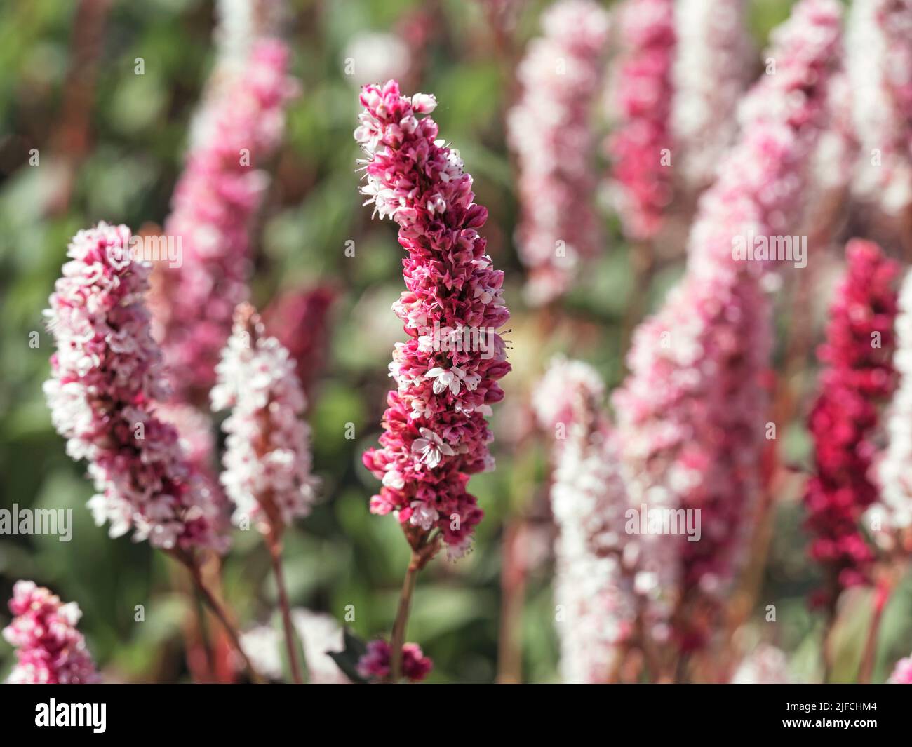 Closeup of a Persicaria bistort flower spike Stock Photo