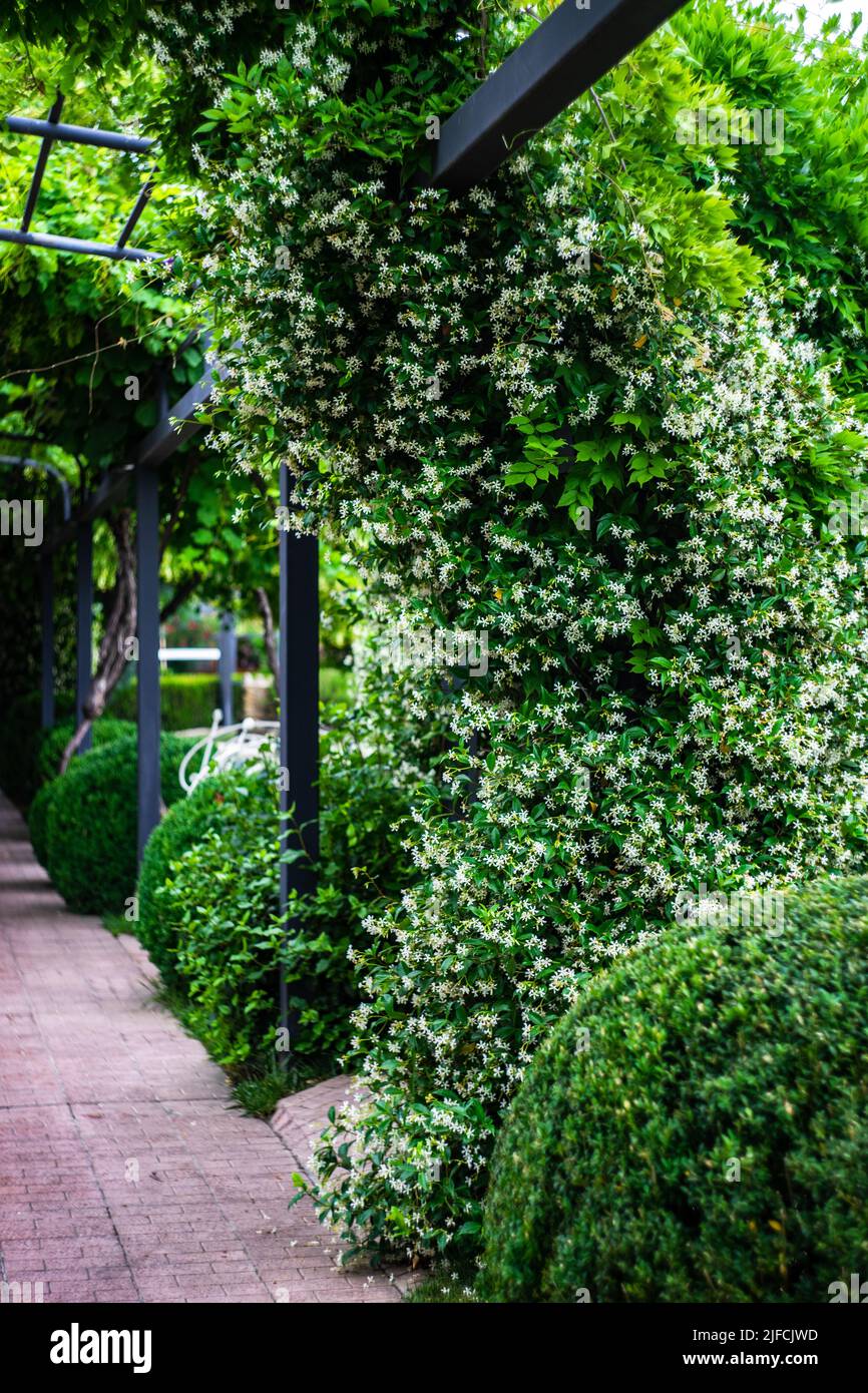 Arch garden with flowering Jasmine plant in summer day Stock Photo Alamy