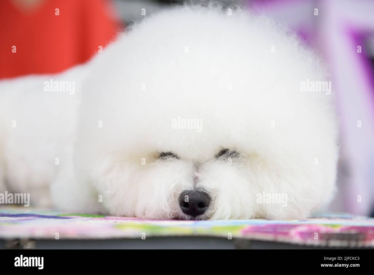 A Bichon Frise dog sleeps on a colored litter. Portrait. Close-up. Stock Photo