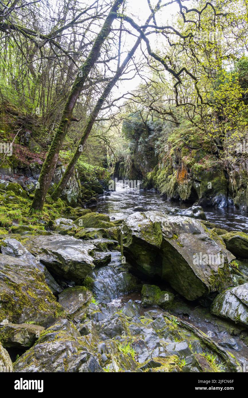 Beautiful Gorge with river The Fairy Glen, Betws-y-Coed, Snowdonia, Wales, UK, portrait Stock Photo