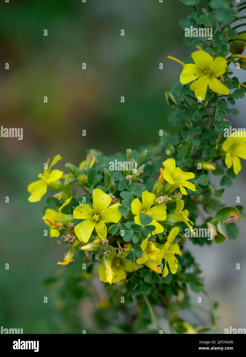 detailed close up of an Oxalis squamata Stock Photo Alamy